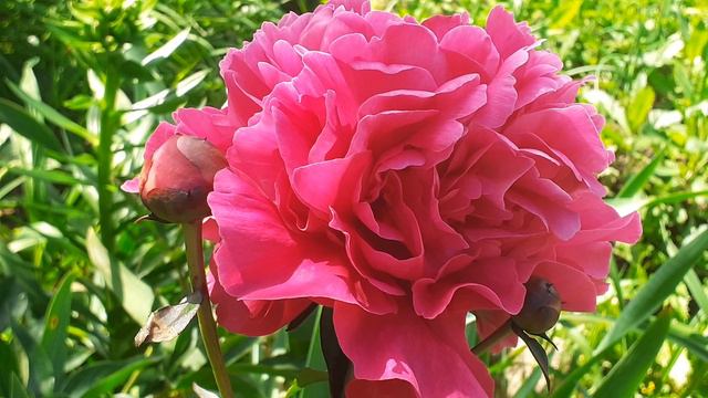 пион KARL ROSENFIELD