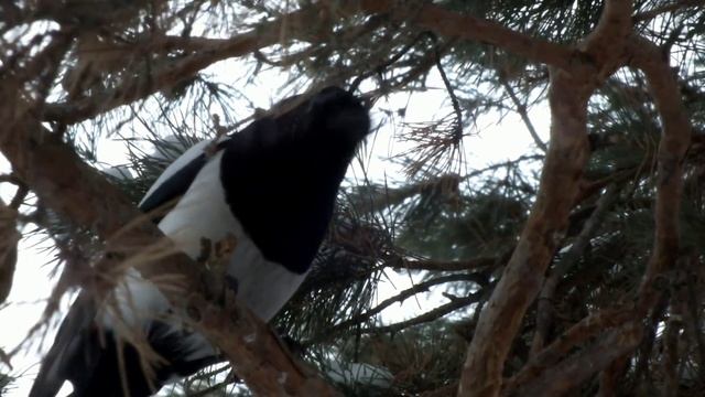 Сороку стрекочущую белка прогнала