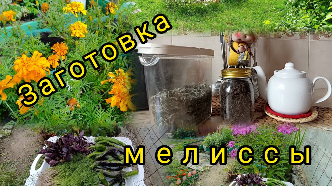 Ферментирую мелиссу для вкусного и ароматного чая.