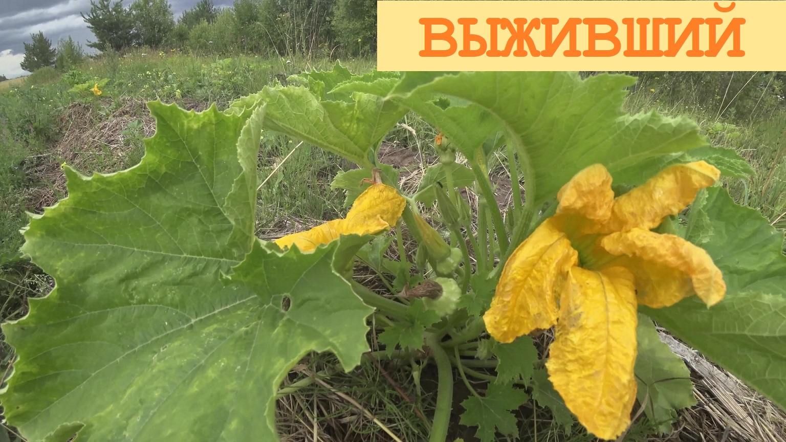 2023 Июль. Мелисса, клубника и зверобой. Прополка Северного огорода. Участь №1 "всё".