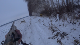 Охота на зайца. Попался мудрый профессор. Rabbit hunting. Got a wise professor.