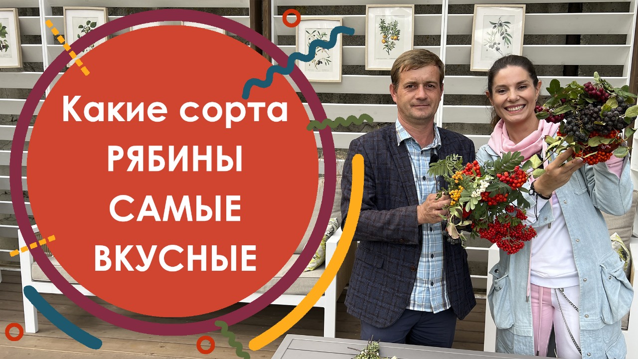 Дегустация Рябины. Какие сорта рябины самые вкусные