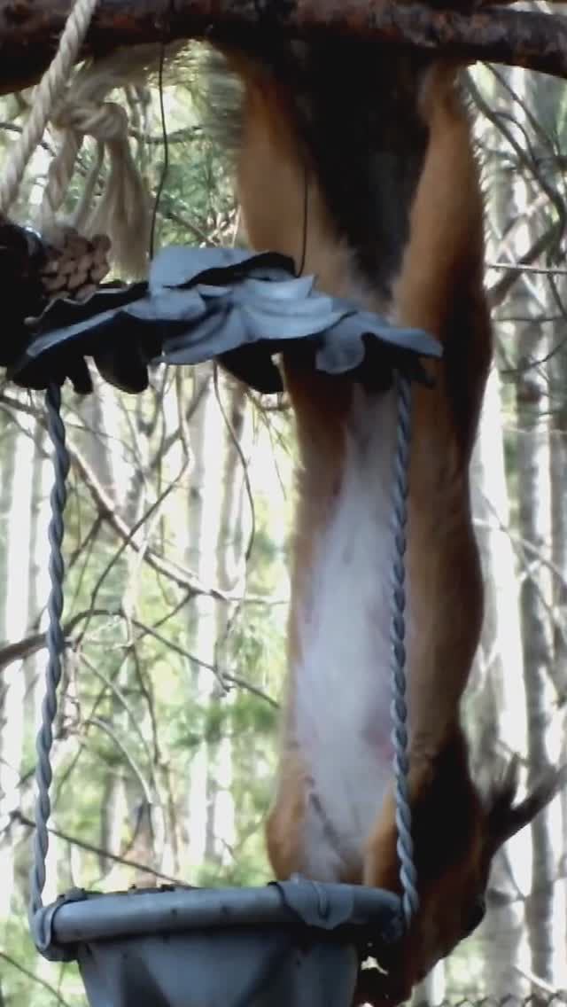 Снова белка-акробатка