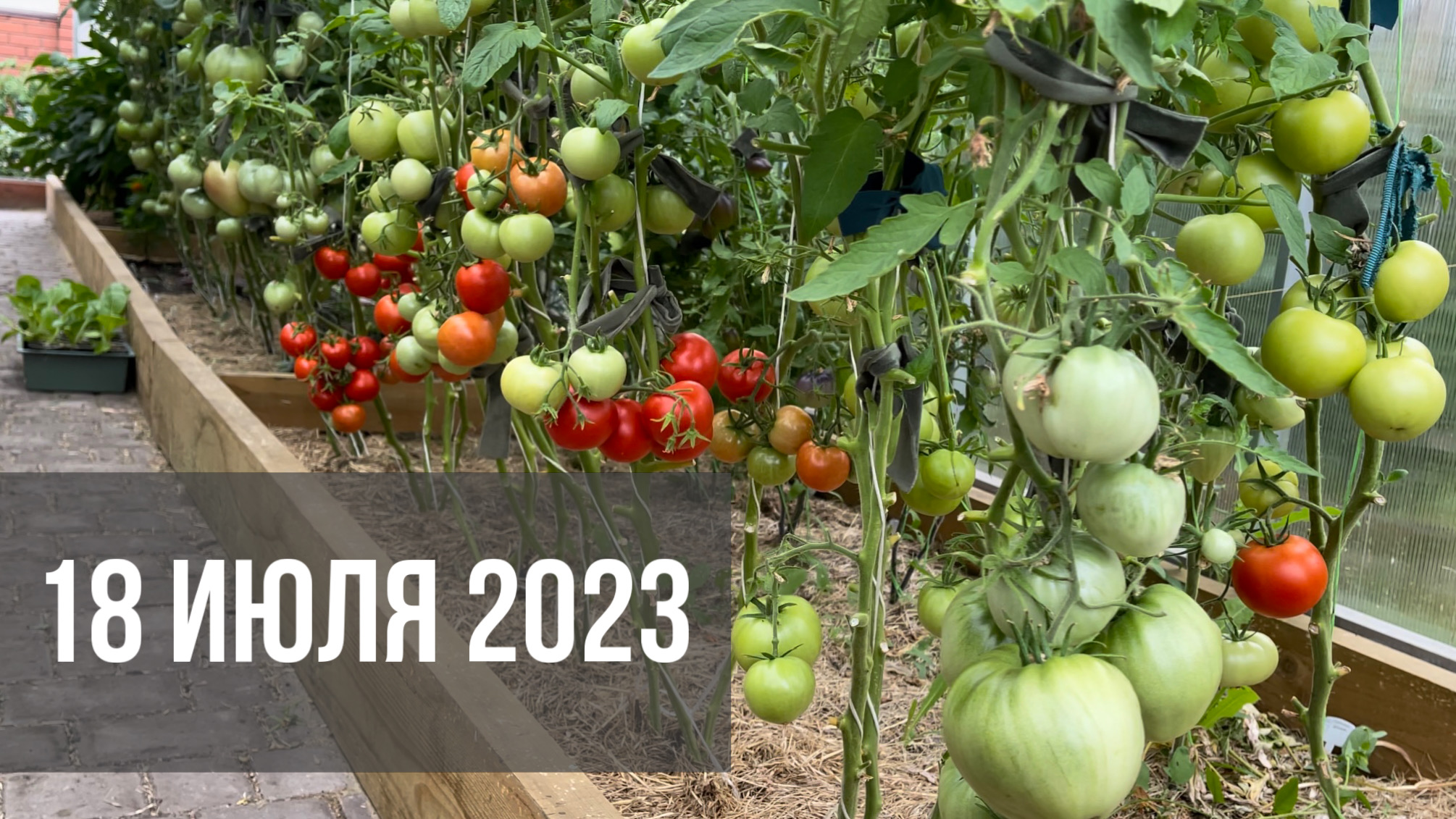 Что случилось с томатом Салатная бомба