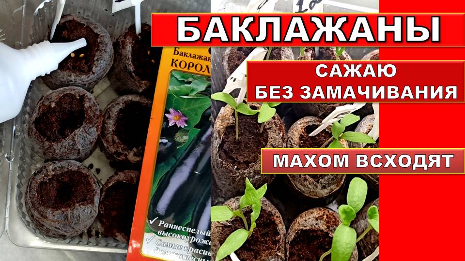 Теперь Баклажаны на Рассаду Сажаю только так! Баклажаны всходит на 4 день! Даже старые семена проклю