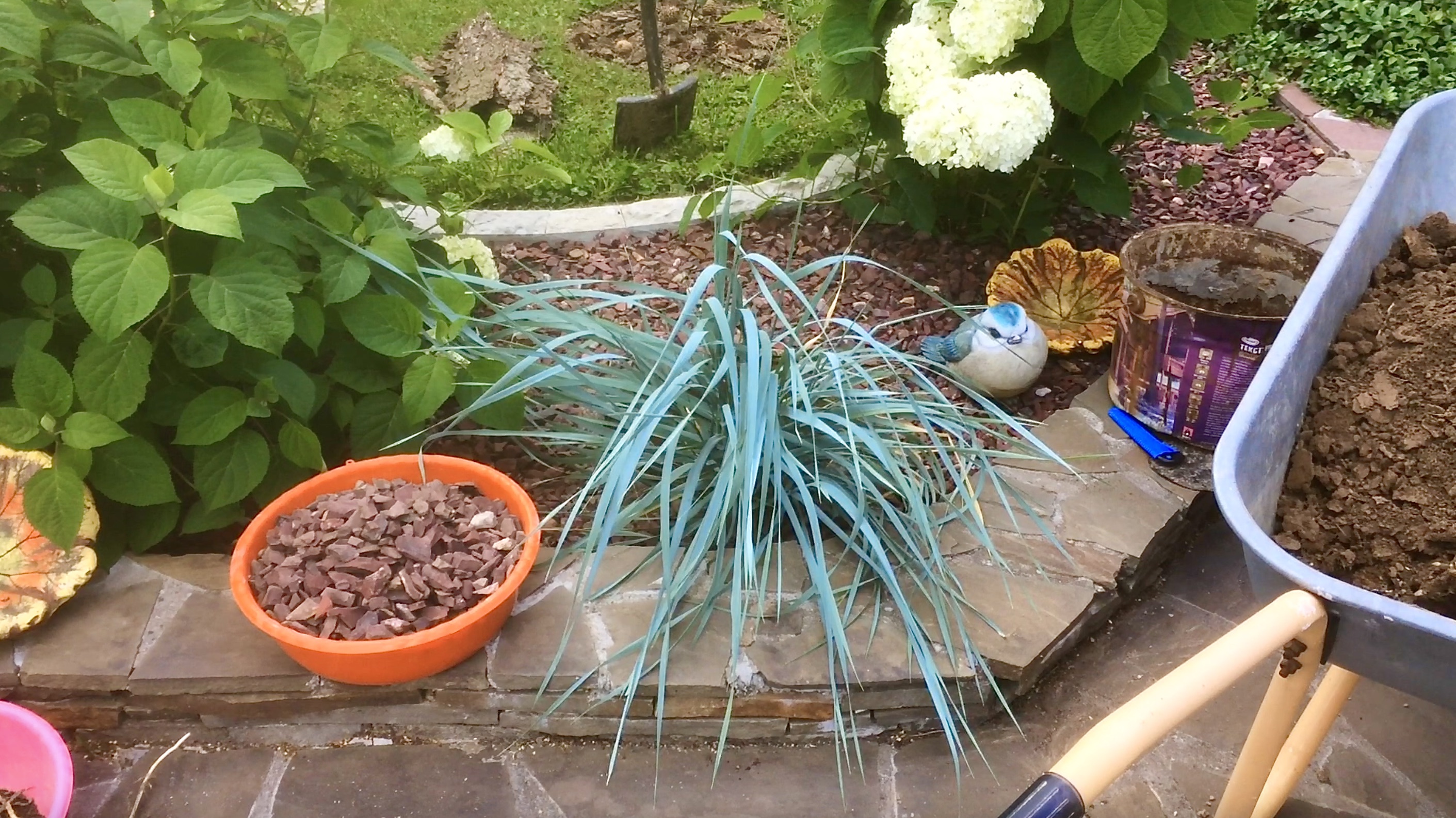 ТОНКОСТИ ЮВЕЛИРНОЙ ПОСАДКИ КОЛОСНЯКА ПЕСЧАНОГО. ГОРТЕНЗИИ САМАРСКАЯ ЛИДИЯ и ПОЛЯРНЫЙ МЕДВЕДЬ.