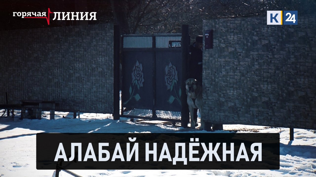 Алабай Надёжная | Горячая линия 14.03.22