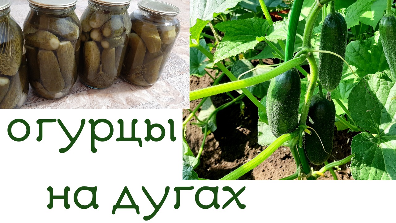 Огурцы по сортам. Упаковка и реальность.