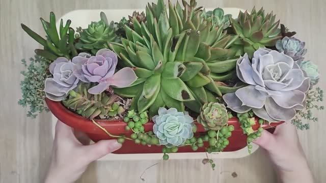 Снова разбираю композицию из суккулентов, которой уже больше двух лет.