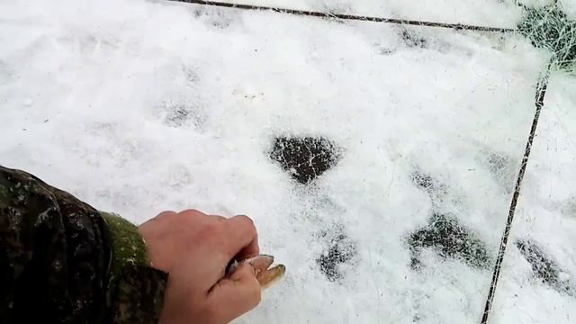 хапуга сработала. хапнула за палец.