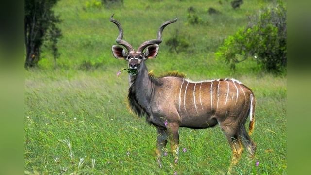 Что случилось в Африке