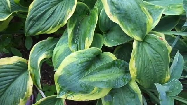 хоста вильям френсис зибольда