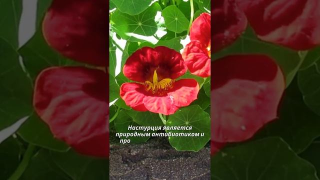 Факт о Настурции 🌺