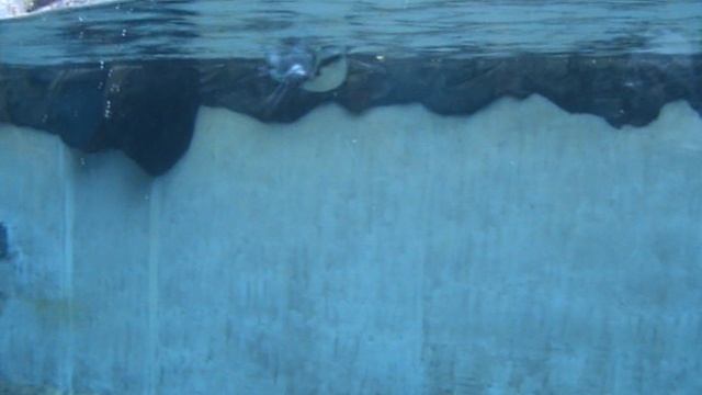 Хорошо плавают птички.