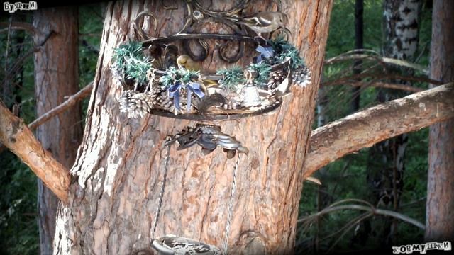 Будни кормушки. Зеленушка гоняет зяблика