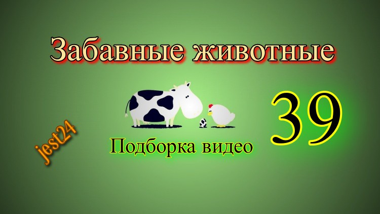 Забавные животные / Подборка видео №39