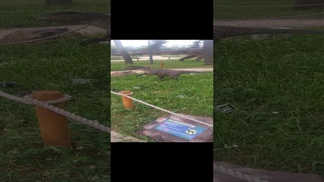 Великие Луки. Динопарк. 2021 год