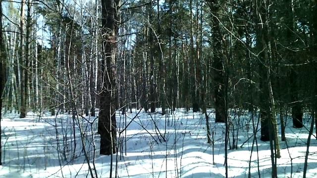 Прогулка по бору.