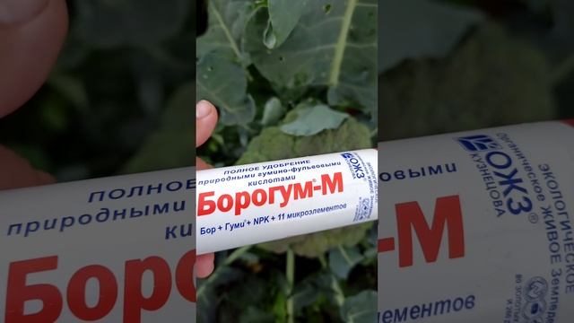 Если капуста не завязывает кочан