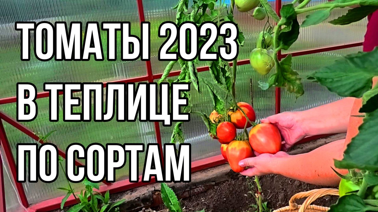 Хорошие сорта томатов для теплицы. Июль 2023.