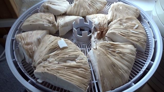 ПОШЛИ ГРИБЫ. СУШИМ ЗОНТИКИ!