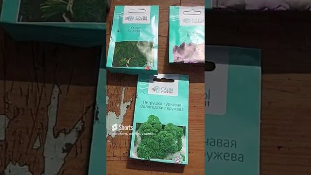 Сею базилик, петрушку и укроп для раннего потребления.