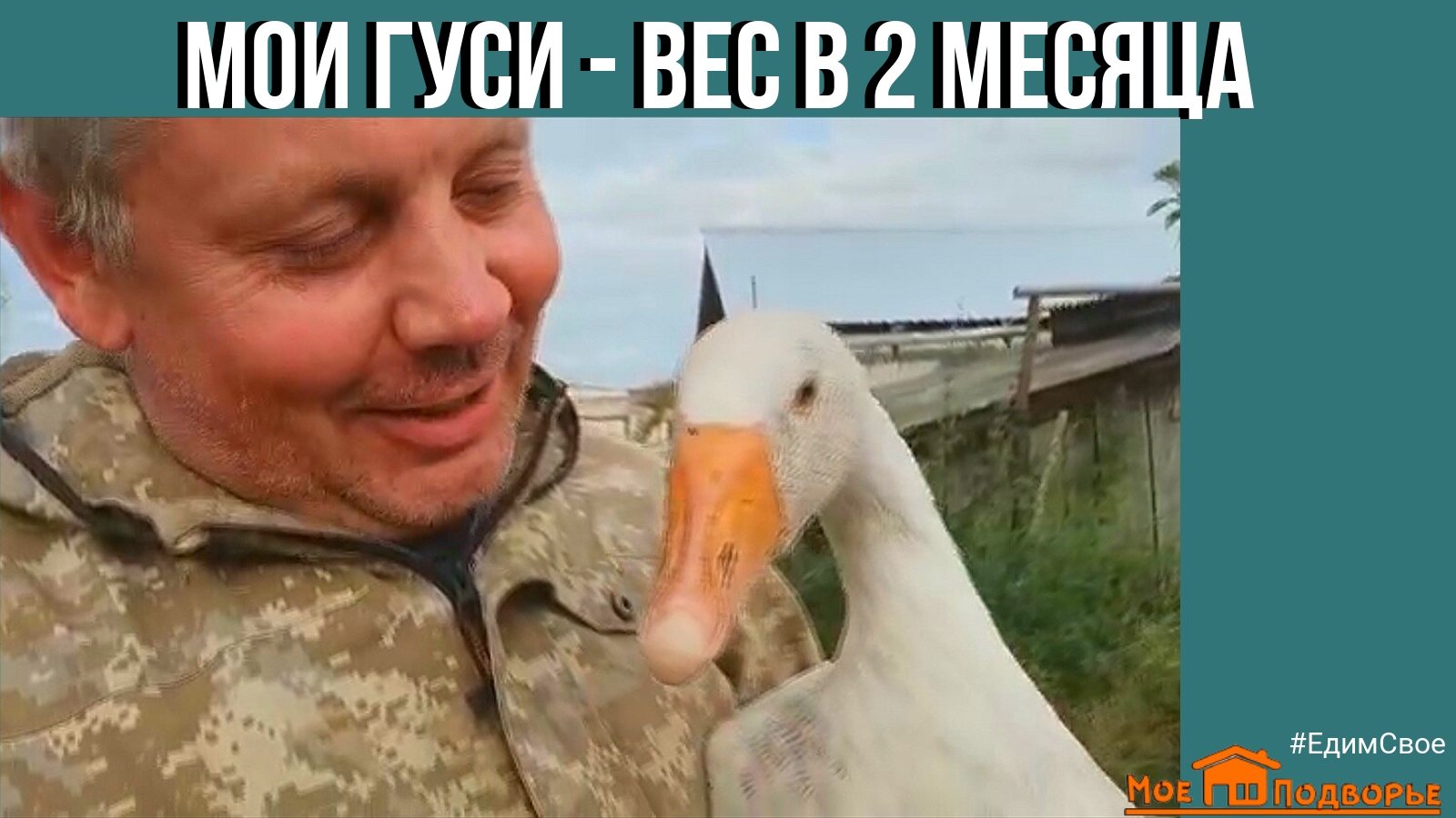 Вес гусей в 2 месяца. Особенности выращивания гусей в деревне. "Мое Подворье"