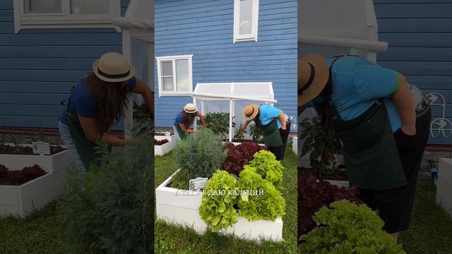 УСКОРЯЕМ СОЗРЕВАНИЕ ПЕРЦЕВ