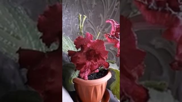 DS - ВЕЧНОСТЬ стрептокарпус.