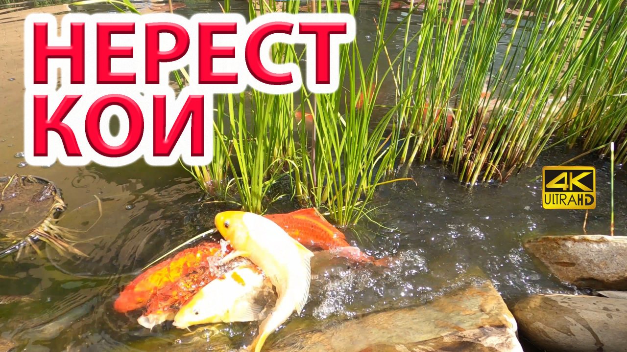 НЕРЕСТ КАРПОВ КОИ В ПРУДУ