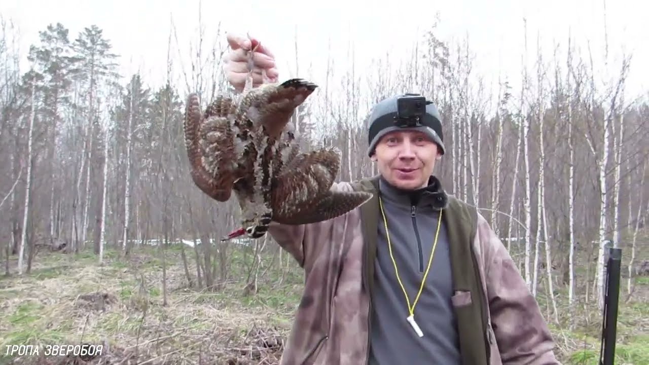 Весенняя охота на вальдшнепа. Дрессируем рябчика