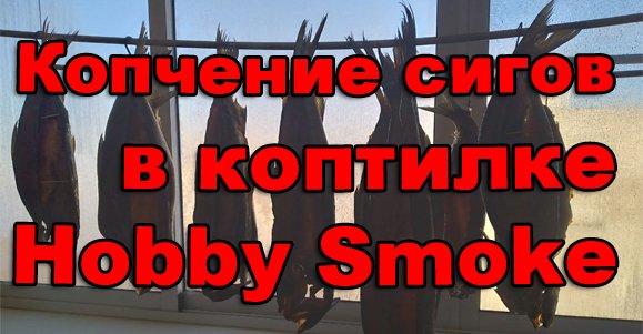 Коптим сигов на коптилке Hobby Smoke