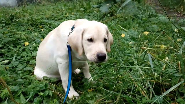 Любитель травку пощипать 13.07.24