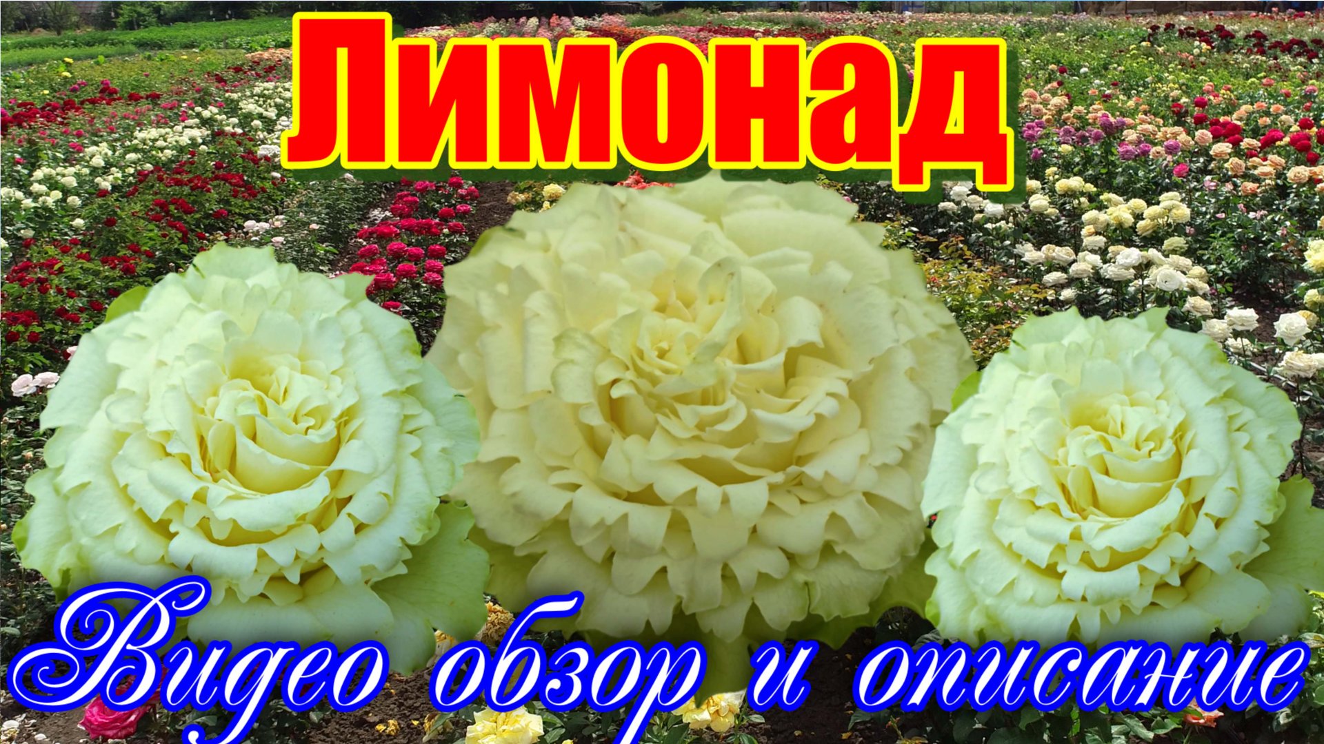 Сорт с самым продолжительным цветением  Лимонад - Lemonade (Эквадор)