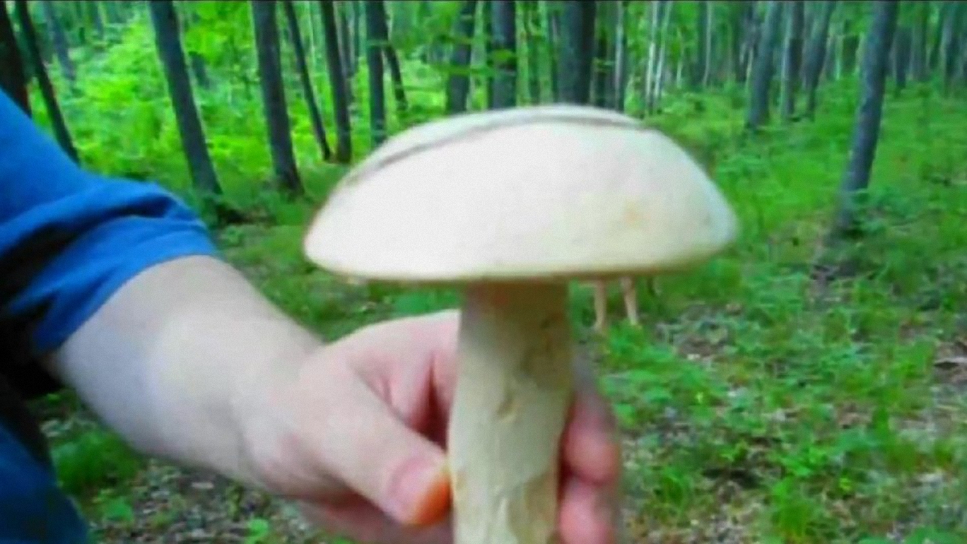 Тихая охота