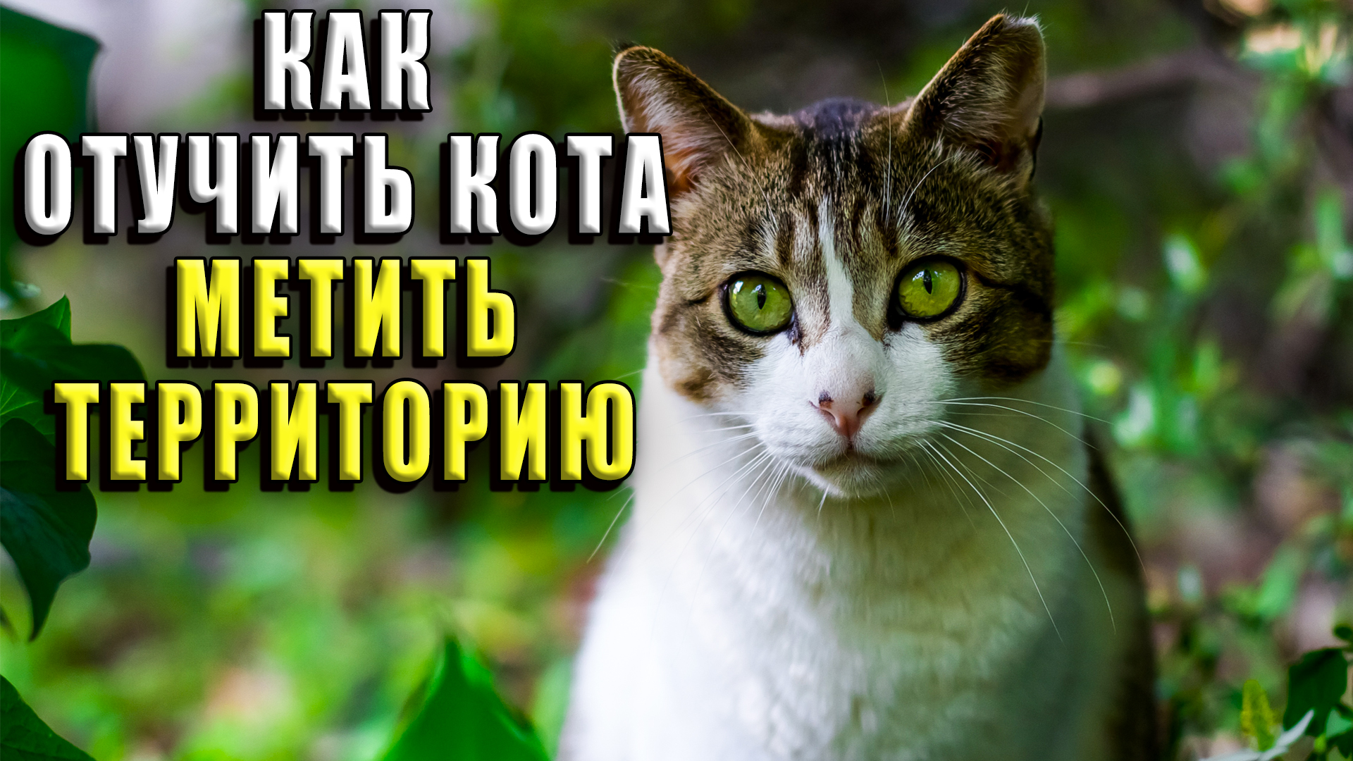 Как отучить кота метить территорию