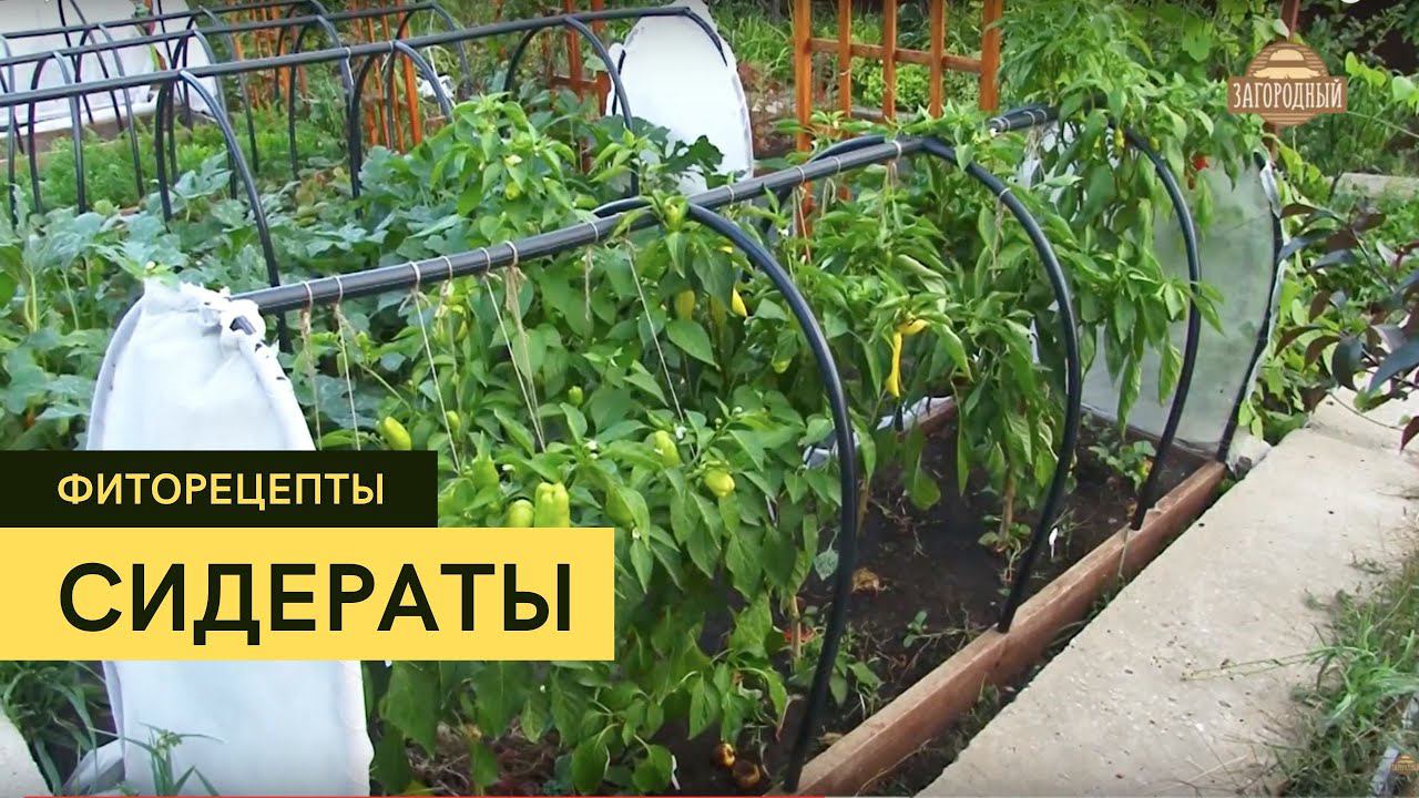 Сидераты \ Удобрение \ Фиторецепты