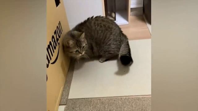 ПРИКОЛЫ С ЖИВОТНЫМИ №  27 за январь 2023 года