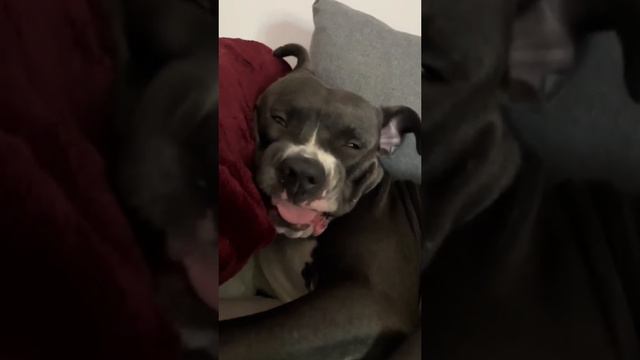 Синхронизация данных. #shorts #собаки #кошки #Животные #улыбка #юмор #смех