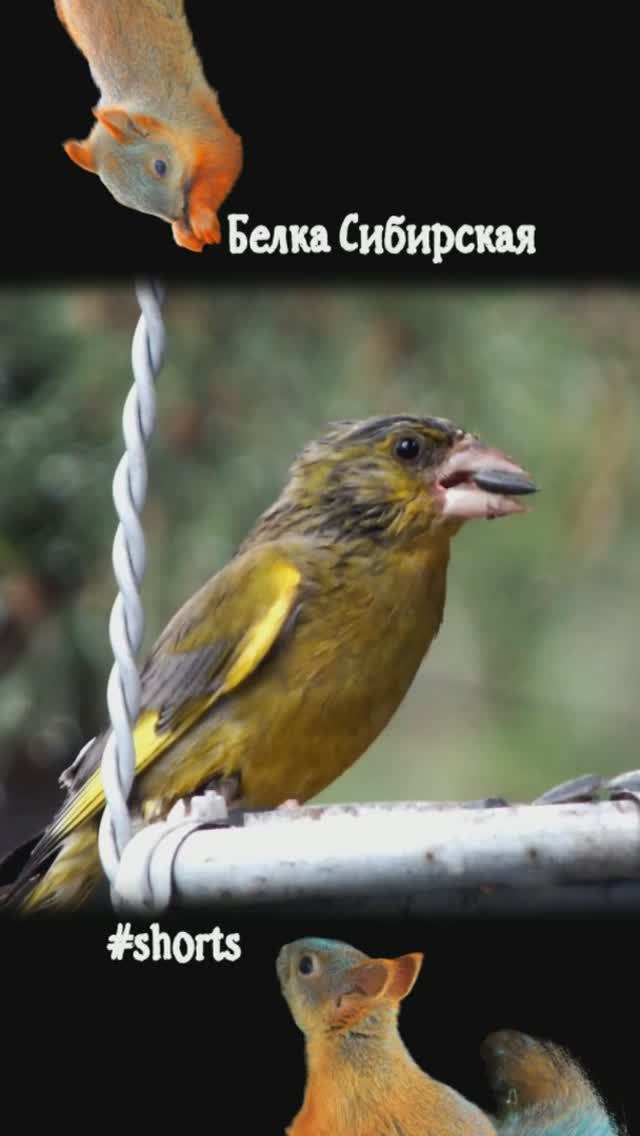 Промокшая зеленушка