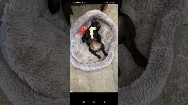 Радуем хозяйку до упаду.  #сказка #прикол #приколы #юмор #cat #коты #кошки #umor #животные #dog