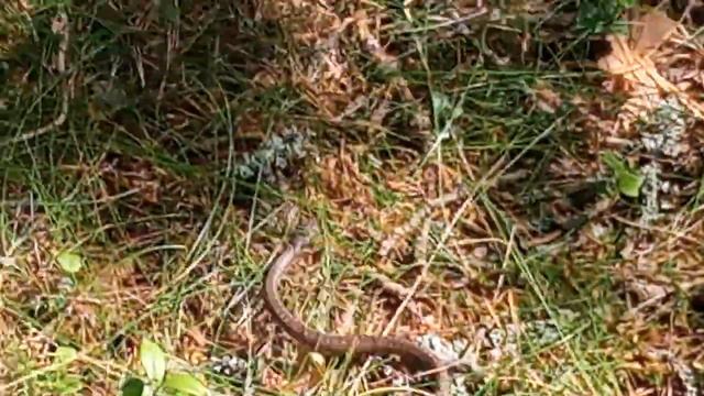 Маленькая змея. Гадюка Не уверена. И ловить не буду.