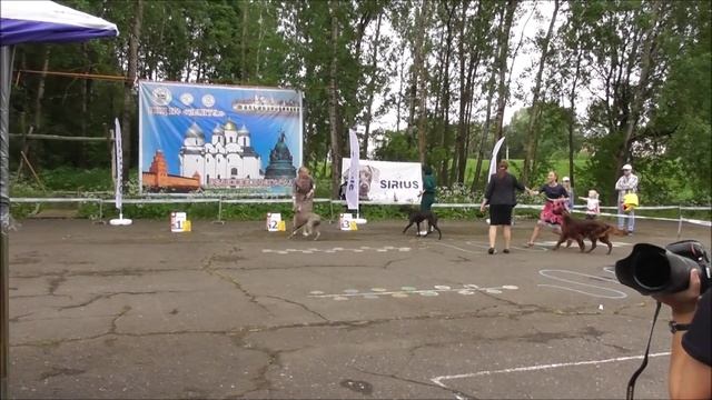 лучшие собаки, выставка собак в Великом Новгороде 19 июня 2022