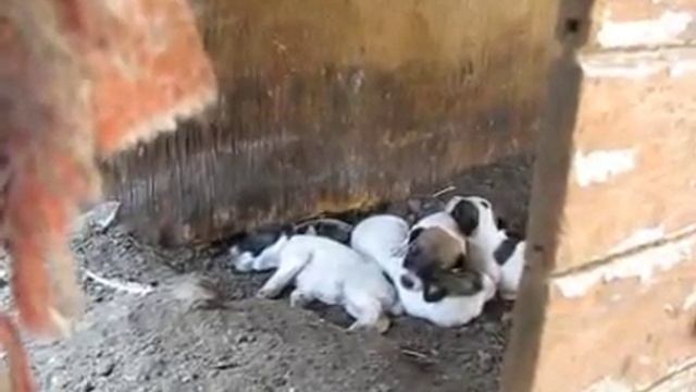 Чистопородные щенки фокстерьер гладкошерстный 06.06.2019 г. р. от рабочих родителей