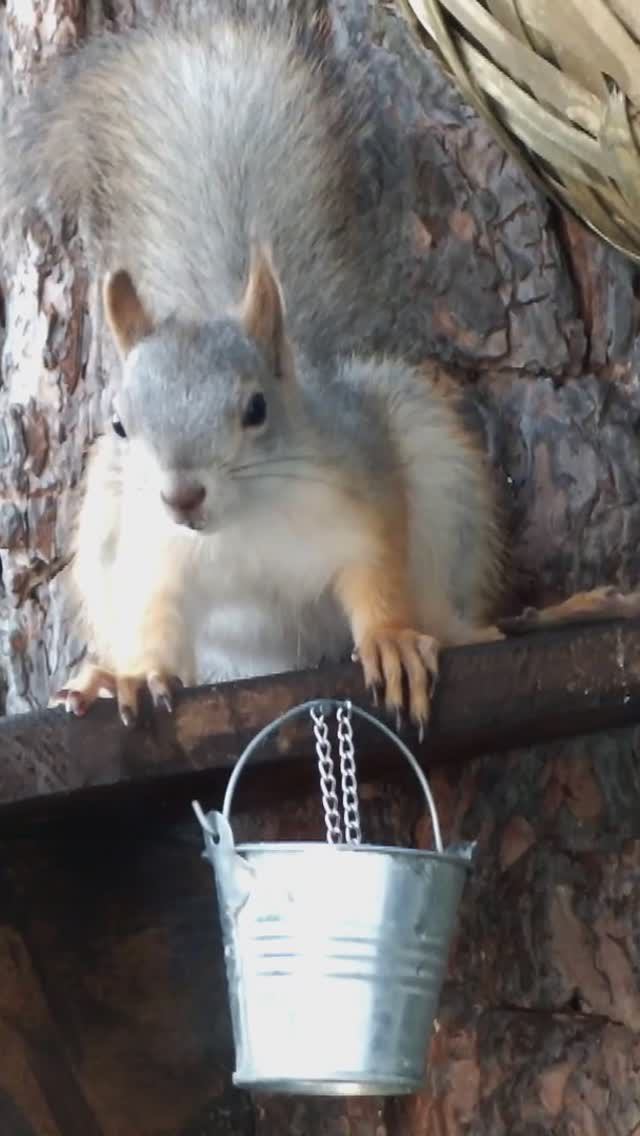 Серая белка пьет летом