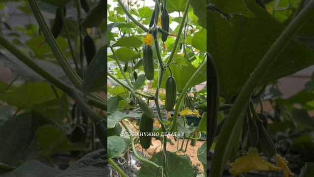 СЕКРЕТ БОЛЬШОГО УРОЖАЯ ОГУРЦОВ