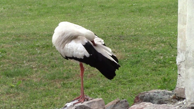 Аист занимается чисткой перьев в Кремле Великого Новгорода.
