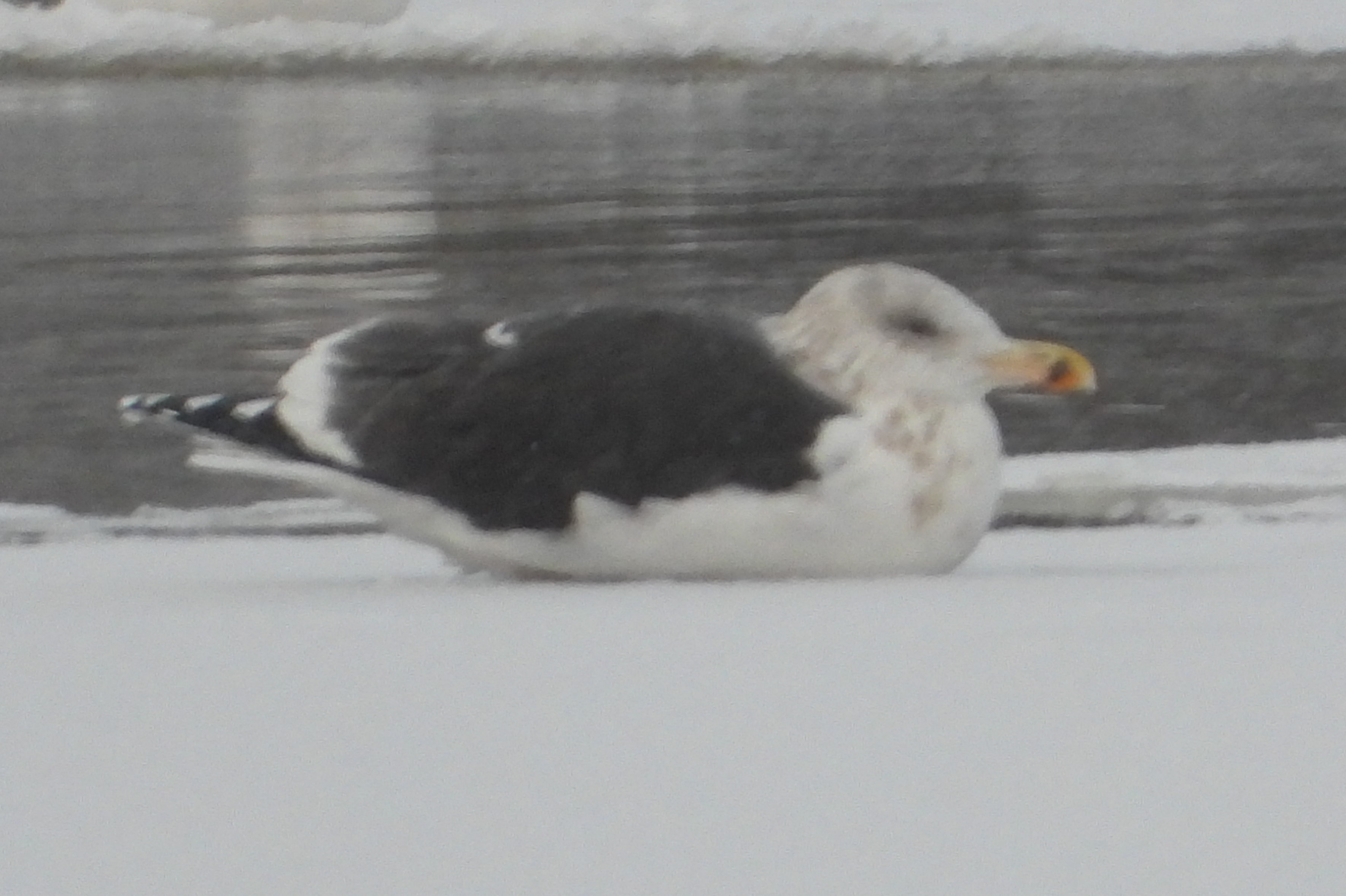 Морская Чайка, Larus marinus, наблюдение птиц в Великом Новгороде, 25 ноября 2023