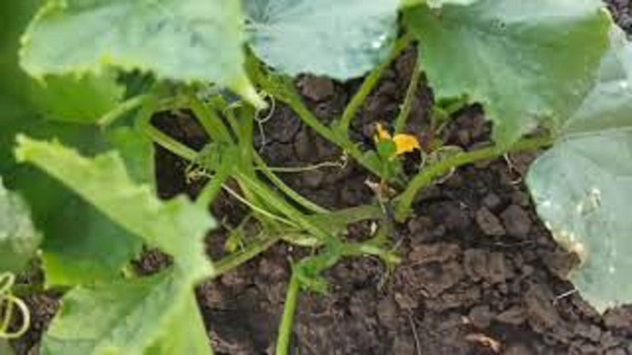 38. ОБЗОР МОЕГО ОГОРОДА НА ИЮНЬ