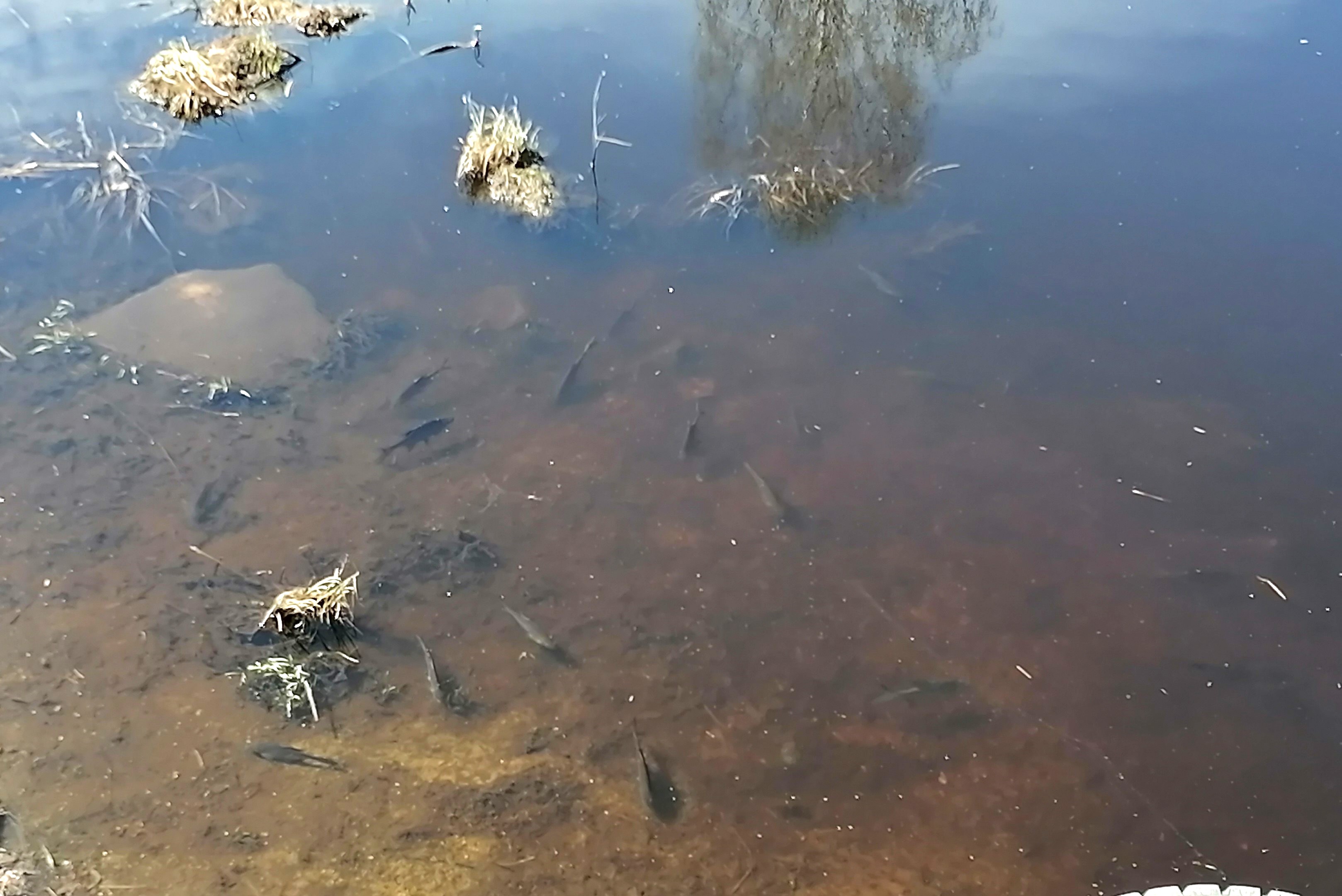 Половодье. Море рыбы, но питаться не желает